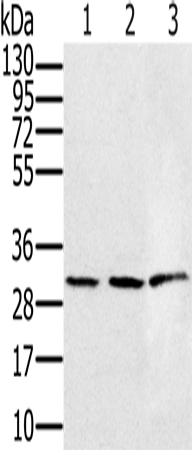 HSD17B8 Polyclonal Antibody – Figure 1 of 4