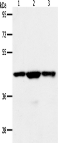 MAP2K1 Polyclonal Antibody – Figure 1 of 2