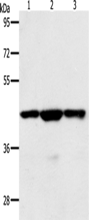 MAP2K1 Polyclonal Antibody – Figure 1 of 2