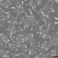 TM3 cell