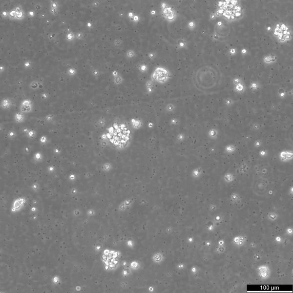 TMD8 cell