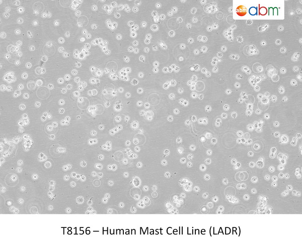 Human Mast Cell Line (LADR) ; <span style="color: #ef6331;">Capable of histamine release (degranulation)</span> | Applied Biological Materials (abm)