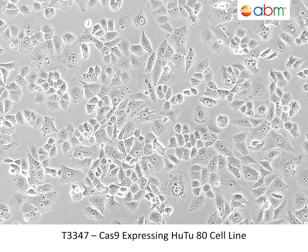 Cas9 Expressing HuTu 80 Cell Line | Applied Biological Materials (abm)