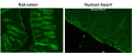 Selective Tissue Staining Fluorescence Dye – Figure 1 of 1