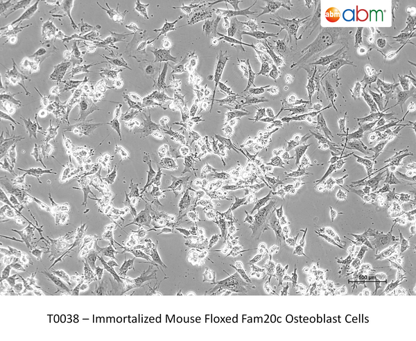Immortalized Mouse Floxed Fam20c Osteoblast Cells – Figure 1 of 1
