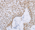 MCM2 Polyclonal Antibody – Figure 1 of 3
