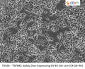 TGFBR2 Stably Over-Expressing C4-B4 Cell Line (C4-2B–RII) | Applied Biological Materials (abm)