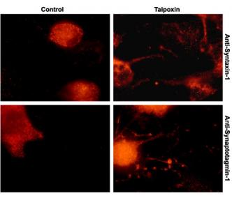 Taipoxin