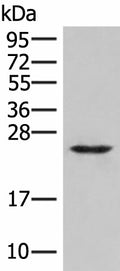 MRAS Polyclonal Antibody – Figure 1 of 2