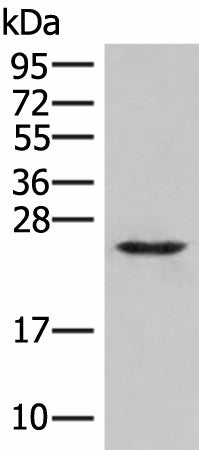 MRAS Polyclonal Antibody – Figure 1 of 2