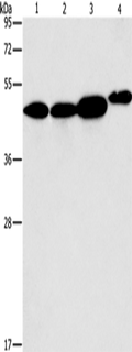 ARFGAP1 Polyclonal Antibody – Figure 1 of 3