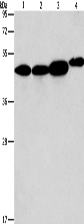 ARFGAP1 Polyclonal Antibody – Figure 1 of 3