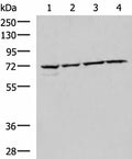 CBFA2T2 Polyclonal Antibody – Figure 1 of 2