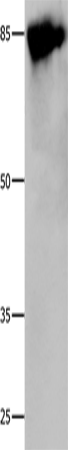 Caldesmon Polyclonal Antibody – Figure 1 of 4