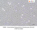 Immortalized Osteoarthritic Chondrocytes (OA iAC)- hTERT & SV40LT – Figure 1 of 1