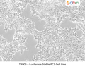 Luciferase Stable PC3 Cell Line | Applied Biological Materials (abm)