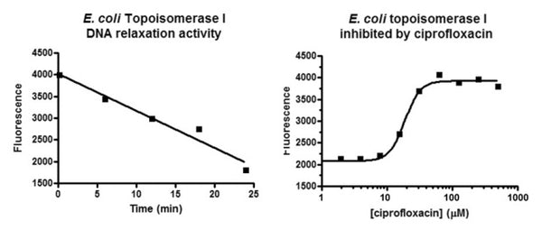 DNA Topoisomerase I Assay Kit – Figure 1 of 1