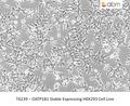 OATP1B1 Stable Expressing HEK293 Cell Line – Figure 1 of 1