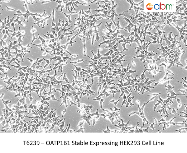 OATP1B1 Stable Expressing HEK293 Cell Line – Figure 1 of 1
