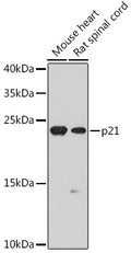p21 Polyclonal Antibody – Figure 1 of 6