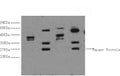 ERCC1 Monoclonal Antibody – Figure 1 of 2