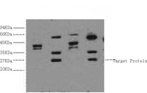 ERCC1 Monoclonal Antibody – Figure 1 of 2