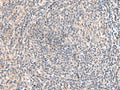 HLA-DOB Polyclonal Antibody – Figure 1 of 2