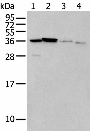 LASP1 Polyclonal Antibody – Figure 1 of 3