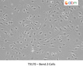 Bend.3 Cells | Applied Biological Materials (abm)