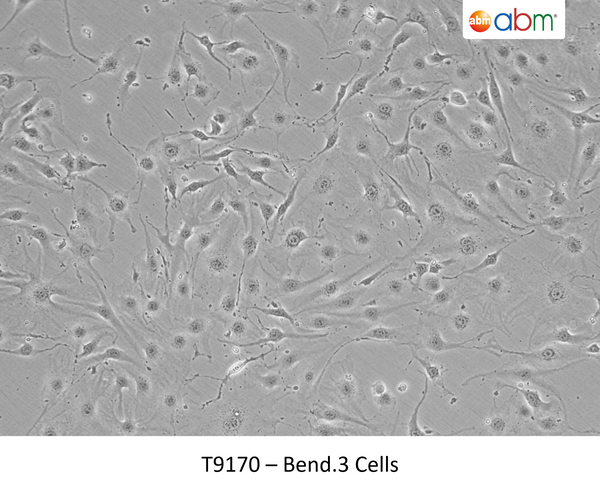 Bend.3 Cells | Applied Biological Materials (abm)