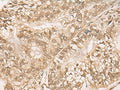 WEE1 Polyclonal Antibody – Figure 1 of 3