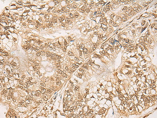 WEE1 Polyclonal Antibody – Figure 1 of 3