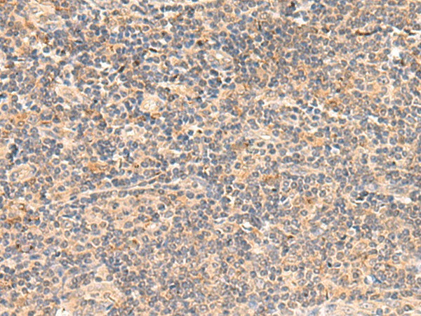 TEAD3 Polyclonal Antibody – Figure 1 of 3