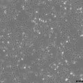 U2OS-CRISPR-NUP96-SNAP cell