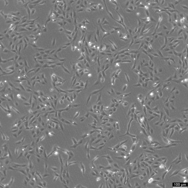U2OS-CRISPR-NUP96-SNAP cell