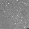 U2OS-CRISPR-NUP96-mEGFP cell – Figure 1 of 1