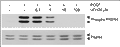 U0126 – Figure 1 of 2