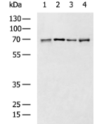 CD86 Polyclonal Antibody – Figure 1 of 3