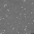 U2OS-CRISPR-TPR-SNAP cell – Figure 1 of 1