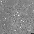 U2OS-CRISPR-SNAPf-Nup358/RanBP2 cell