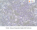 Mouse R-Spondin1 Stable 293T Cell Line – Figure 1 of 1