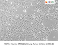 Murine KRAS(G12C) Lung Tumor Cell Line (mKRC.1) – Figure 1 of 1