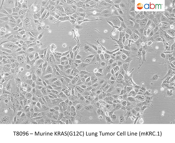 Murine KRAS(G12C) Lung Tumor Cell Line (mKRC.1) – Figure 1 of 1