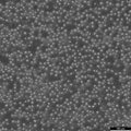 U937 cell