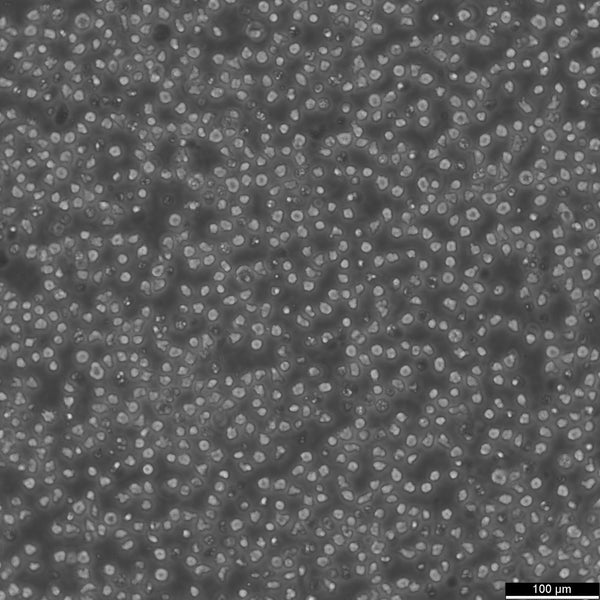 U937 cell