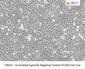 Scrambled (spCas9) Negative Control  H1299 Cell Line | Applied Biological Materials (abm)