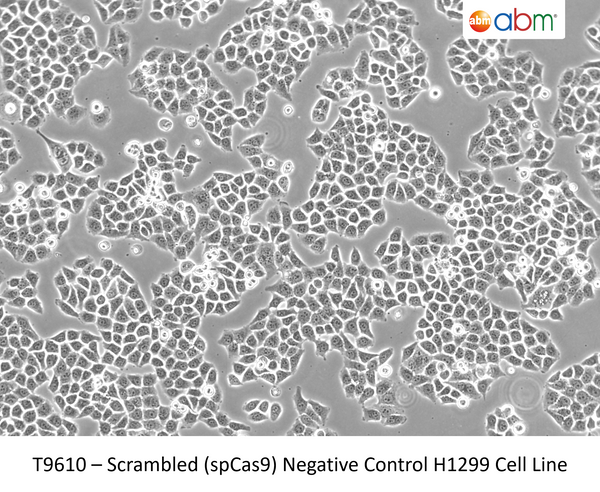 Scrambled (spCas9) Negative Control  H1299 Cell Line | Applied Biological Materials (abm)