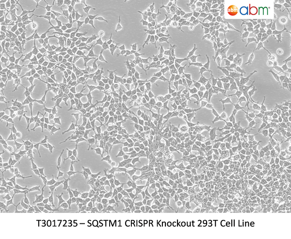 SQSTM1 CRISPR Knockout 293T Cell Line | Applied Biological Materials (abm)