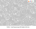 Cas9 Expressing 293 Stable Cell Line | Applied Biological Materials (abm)