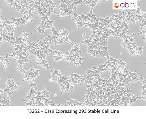 Cas9 Expressing 293 Stable Cell Line | Applied Biological Materials (abm)